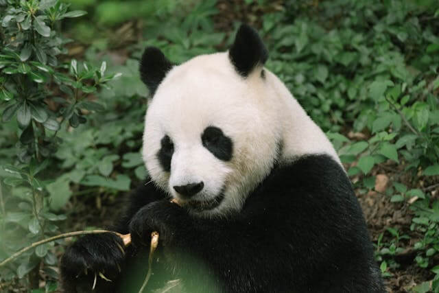 Explore China with Panda Roam