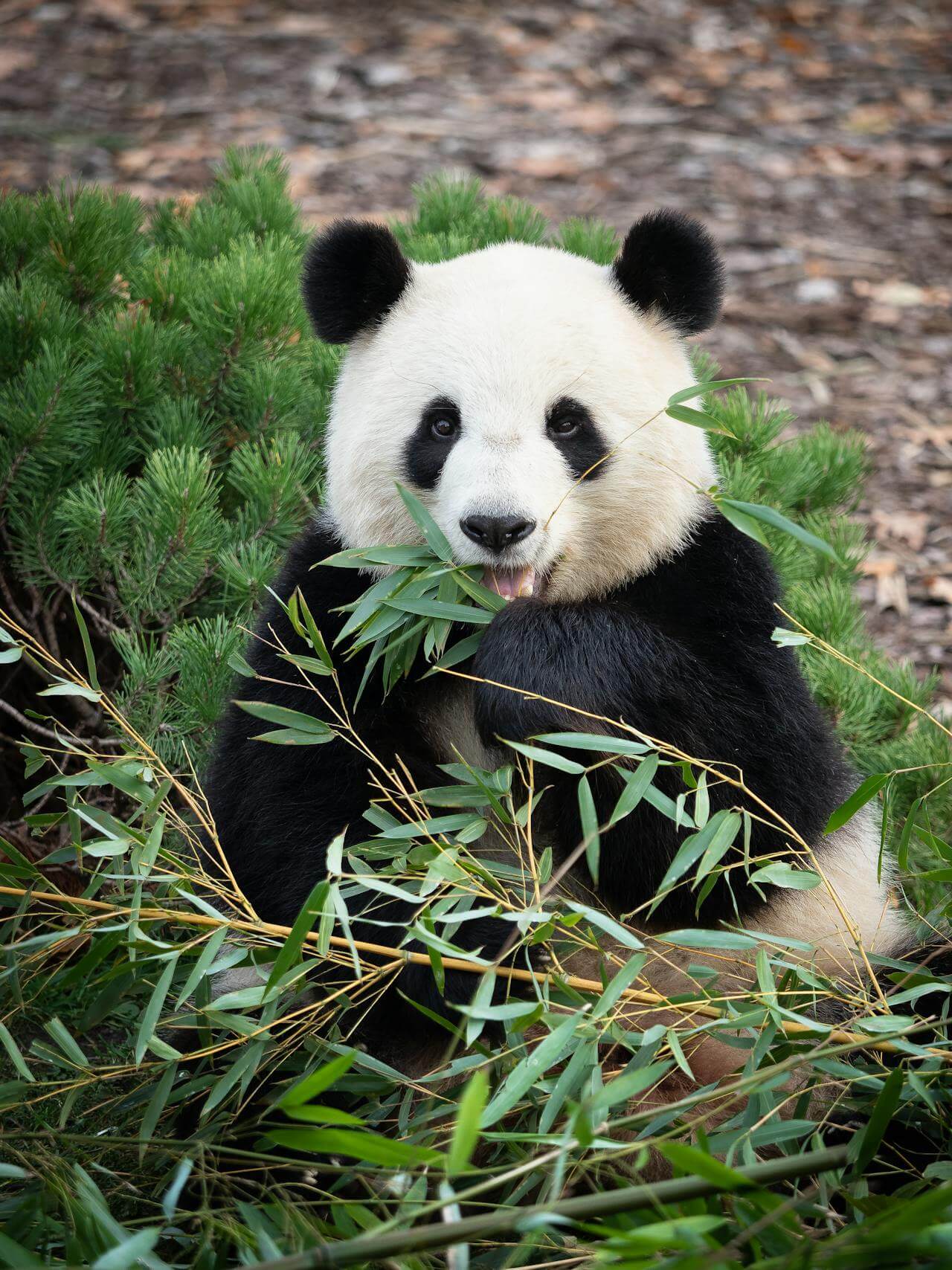 Giant Panda